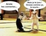 chatfroid.jpg